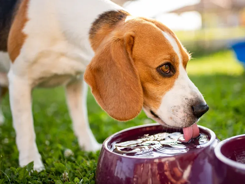 beagle dog drinking water out of a bowl in a grassy yard
