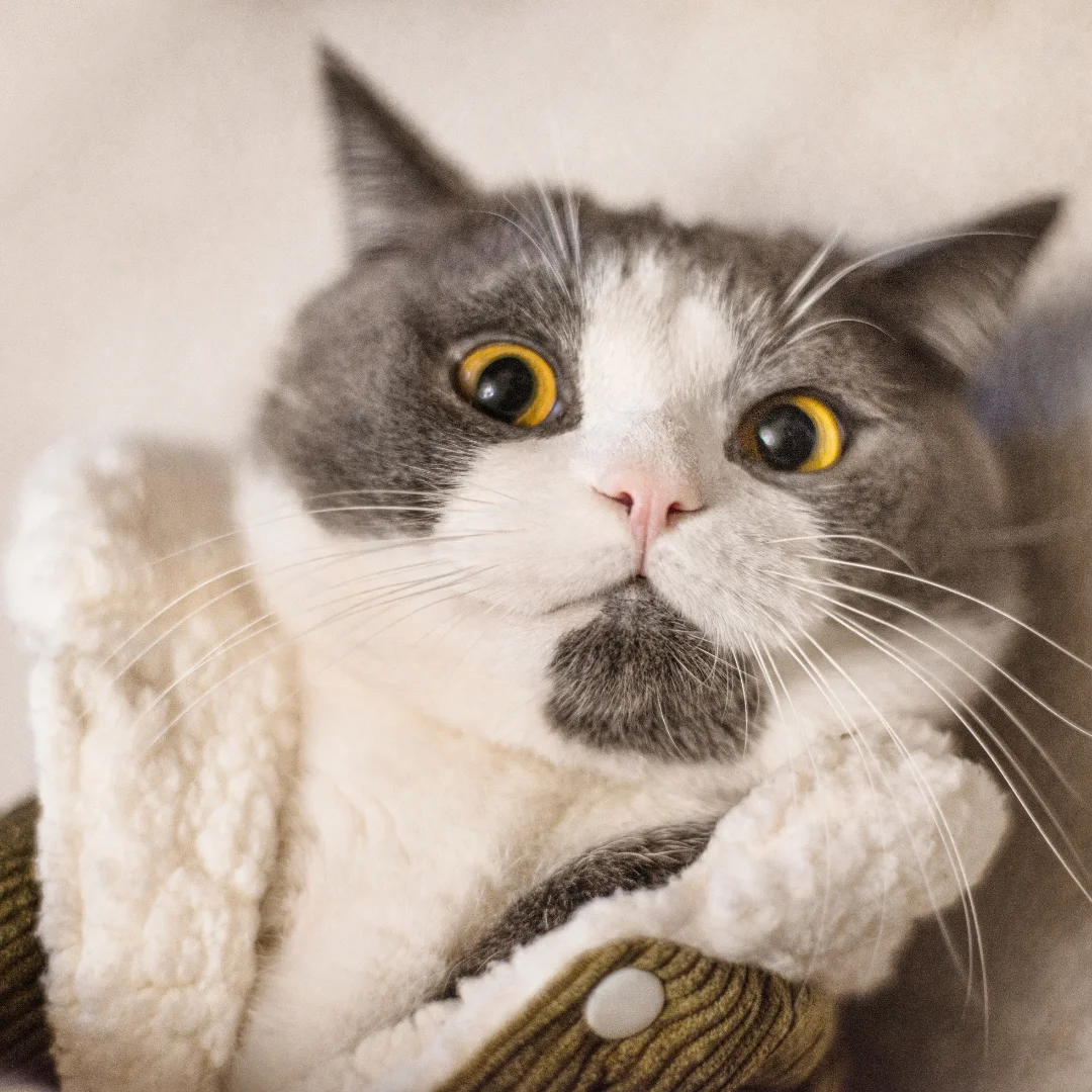 white and gray cat laying down with a corduroy jacket on