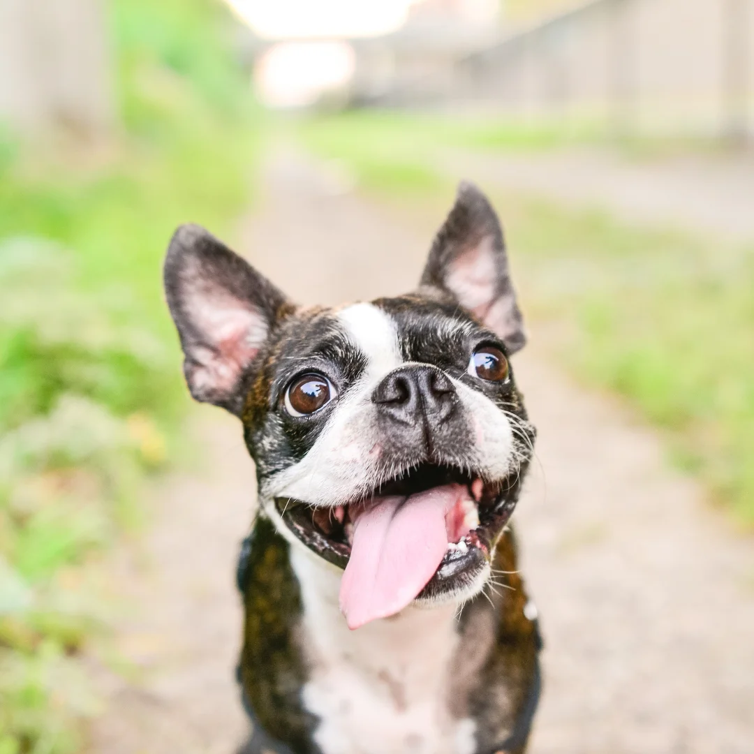happy Boston terrier dog sitting happily outside on a trail