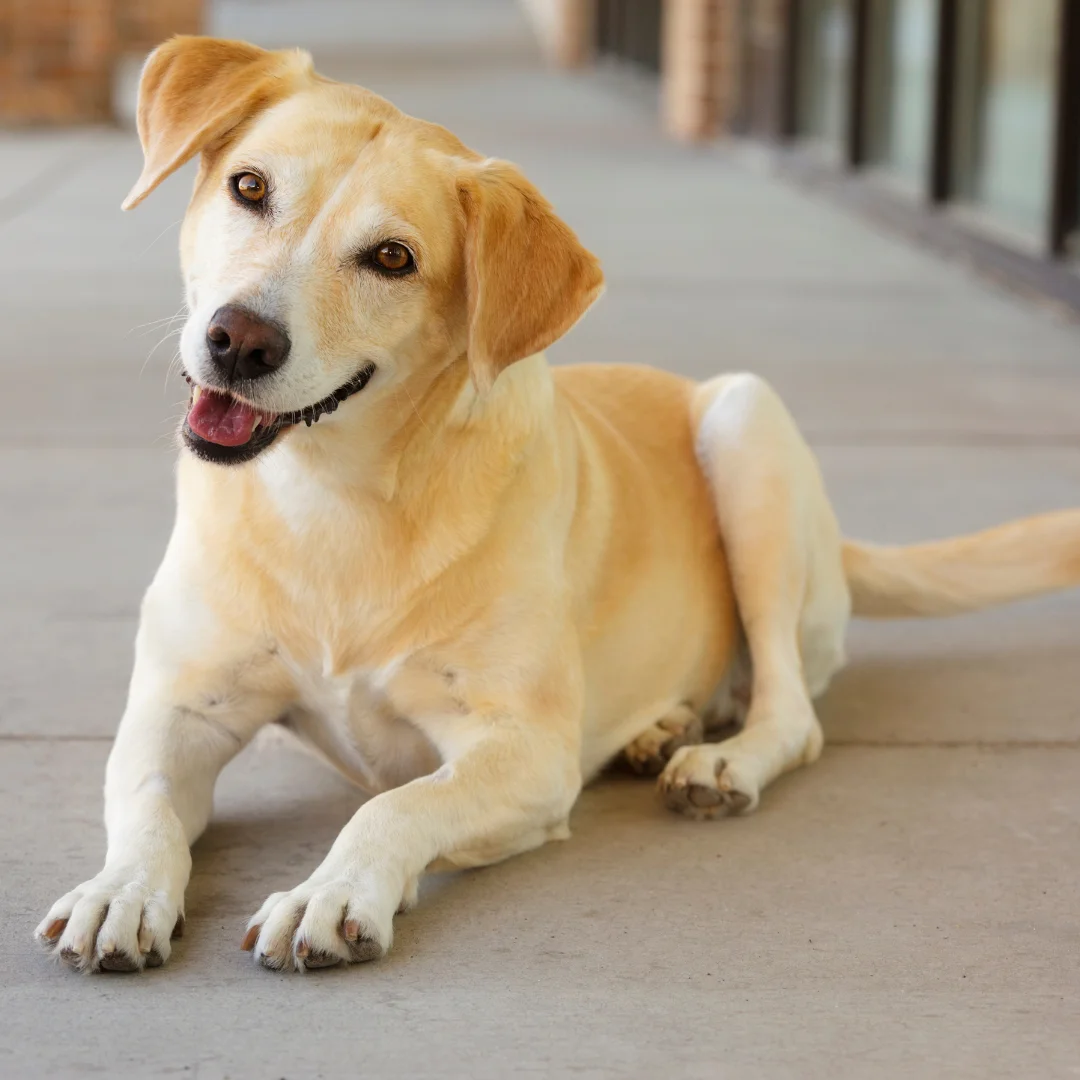happy dog sitting on sidewalk