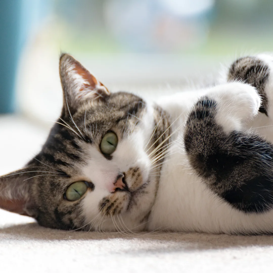 white and gray striped cat laying on its back on carpet