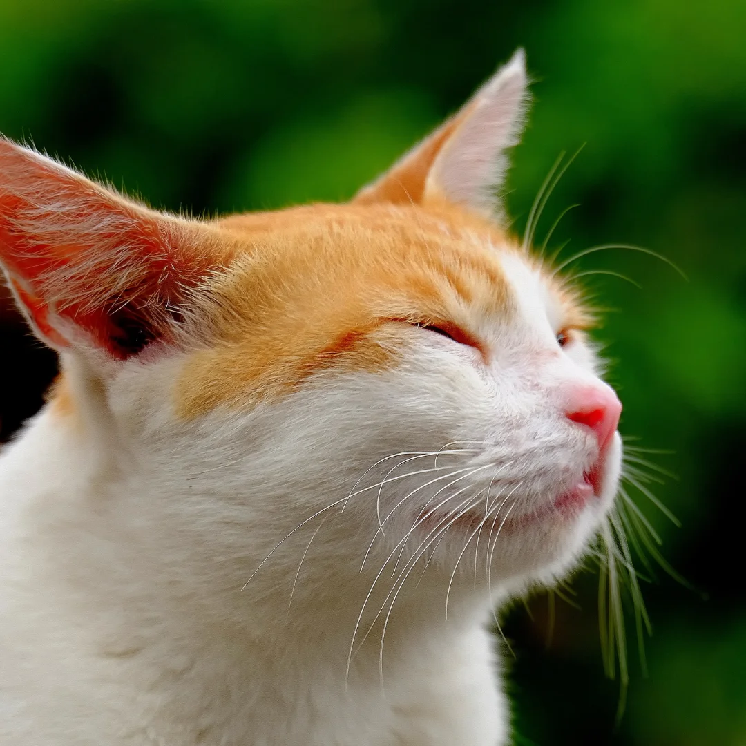 white and orange cat sitting peacefully outside