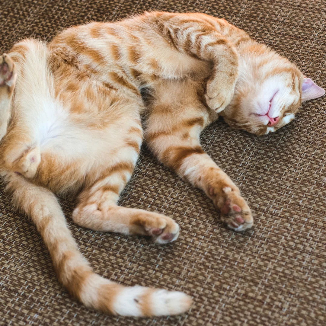 orange striped cat laying on its back comfortably
