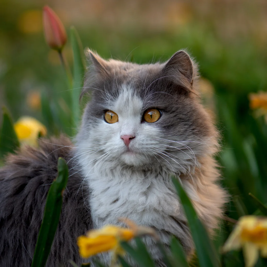 beautiful gray and white cat sitting outsides in bed of flowers