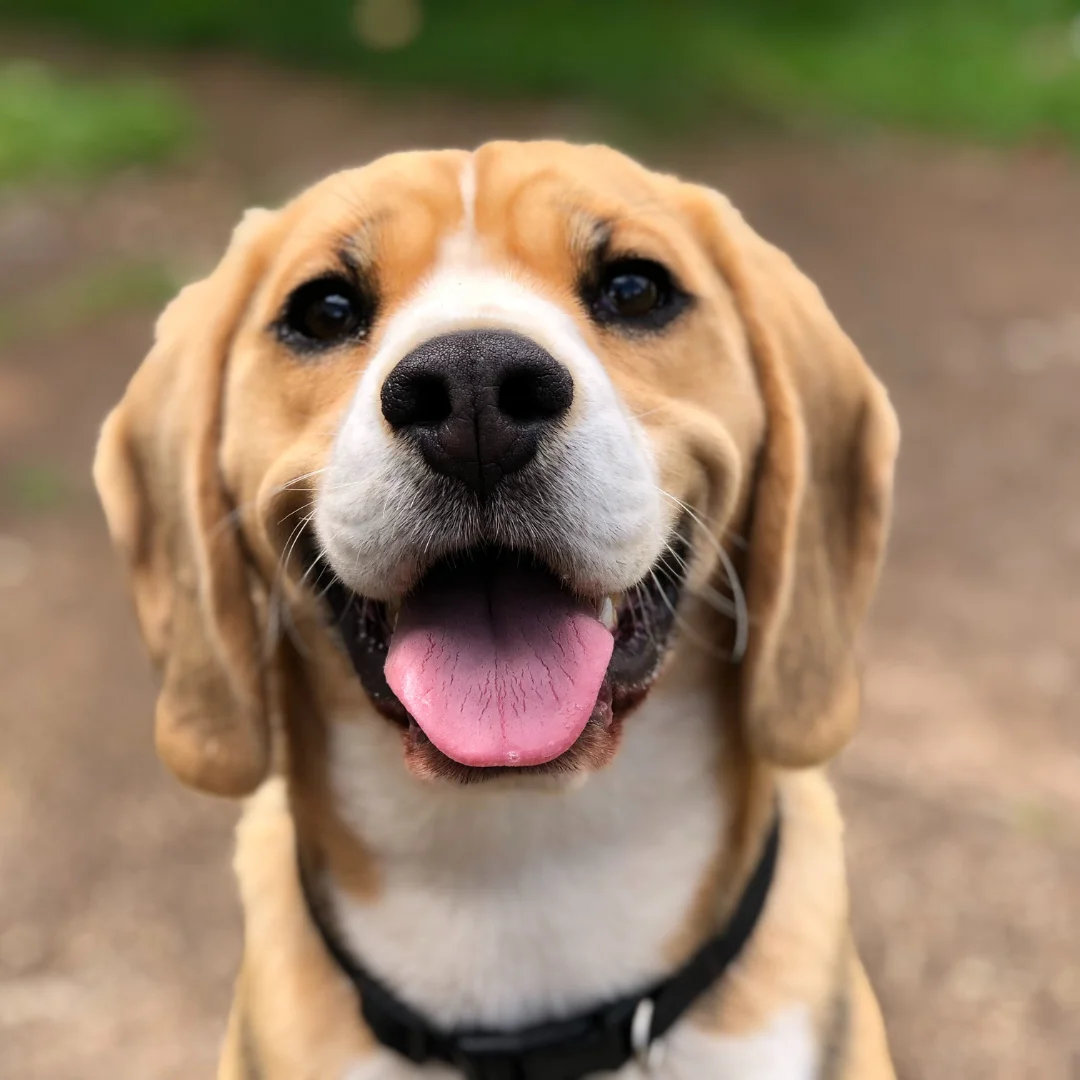 happy dog sitting outdoors with its tongue out