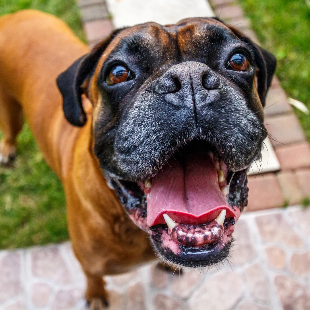 happy boxer dog closeup with their mouth open